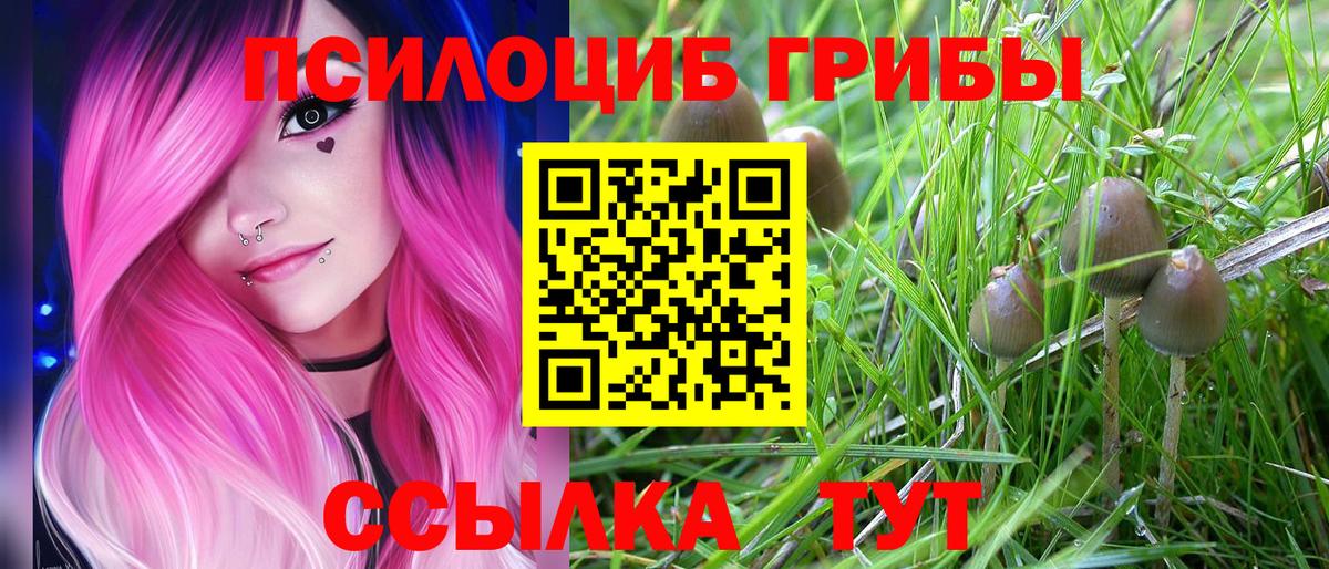 Галлюциногенные грибы Psilocybe Геленджик